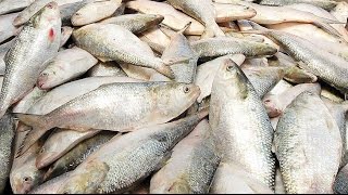 Natural Resources in Bangladesh National Fish Ilish [upl. by Tanah]