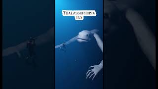 Thalassophobia Test seberapa berani kamu😱 [upl. by Atram]