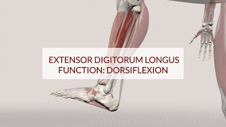 Extensor Digitorum Longus Function Dorsiflex 3d Animation [upl. by Enomahs]