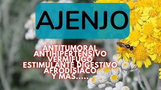 ¿ Para que sirve el AJENJO 💚 10 usos medicinales del AJENJO  plantas medicinales [upl. by Januisz]