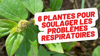 6 plantes du jardin créole pour les problèmes respiratoires et la brume de sable [upl. by Gnilyarg]