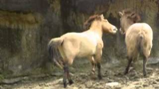 臺北市立動物園溫帶動物區蒙古野馬Przewalskii Hrose02 [upl. by Bomke]