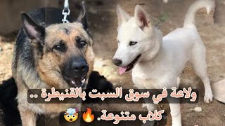 جولة في سوق السبت باعة الكلاب بالقنيطرة  🐕🐶 [upl. by Handler]