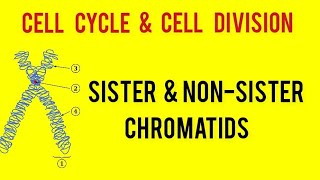 difference between sister amp non sister chromatid  chromatin  chromosome neet 2023 [upl. by Odlanyer]