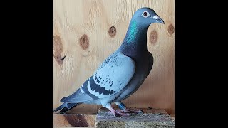 NIELS BROECKX CHAMPION BOURGES3 YL pigeon pigeonracing kalapati kabootar kabutar racingpigeon [upl. by Kannry327]