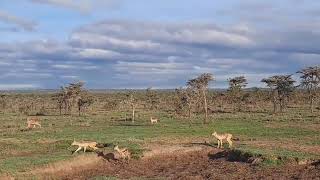 Jackals Killing a young gazelle as the mother tries to save her own life [upl. by Ahsirtap223]