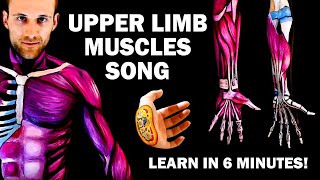 UPPER LIMB MUSCLES SONG Learn in 6 Minutes [upl. by Ridglea]