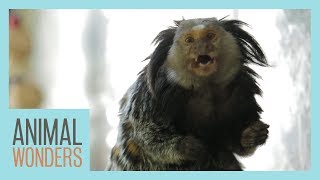 Mimi The Marmosets Morning Routine [upl. by Julietta792]