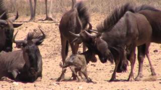 Wildebeest birth in Kgalagadi [upl. by Conrado]