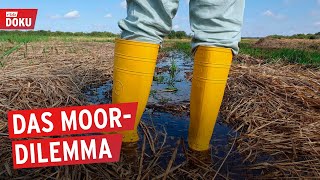 Kühe oder Klimaschutz – wie Moore die Landwirtschaft verändern  Doku  Reportage [upl. by Ellen]