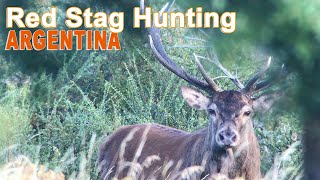 Red Stag Hunting In Argentina  Patagonia  2018 Chasse Cerf Approche [upl. by Marris]