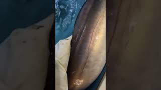 Wow So Big Electric Eel eel shorts [upl. by China595]