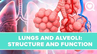 Functions of Surfactants in Alveoli [upl. by Nivak]