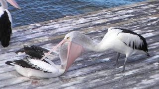 Pelican feeding its chick [upl. by Abel731]