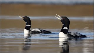 Yellowbilled Loon vocalizations and posturing [upl. by Anicul]