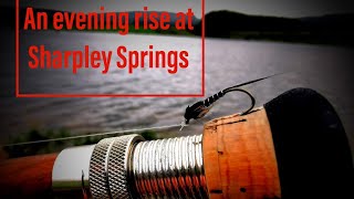 Fly fishing for Trout Sharpley Springs Evening Rise [upl. by Aziul119]