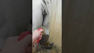 Horse poop collecting made easy [upl. by Alohs]