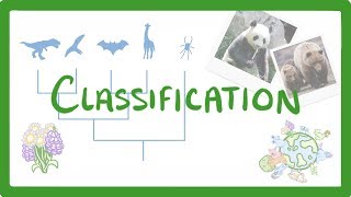 GCSE Biology  Classification 80 [upl. by Dean265]