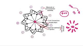 Cell Structure and Function Class 11 Part 19 Centrosome and Centrioles through NCERT biorealm [upl. by Anawaj118]