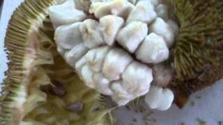 DELICIOUS Madang Marang Fruit Artocarpus Odoratissimus [upl. by Somerville]