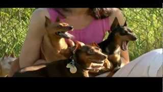 DOGS 101 Miniature Pinscher [upl. by Aimat110]