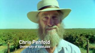 Episode 36  Trialling salt bush in mid rows [upl. by Nilahs547]