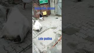 Lelo pudina Lelo pudina song dance short video [upl. by Gunilla]