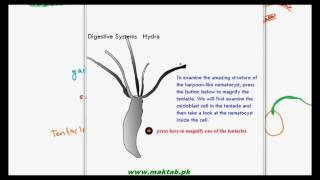 FSc Biology Book1 CH 12 LEC 8 Digestion in Hydra [upl. by Annek]