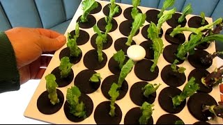 Aeroponics I Propagate Plants Fast amp Easy From Cuttings I Clone King 36 [upl. by Vinay]