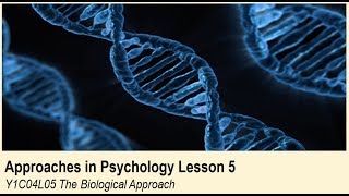 ALevel Psychology AQA Approaches in Psychology  The Biological Approach [upl. by Fanning146]