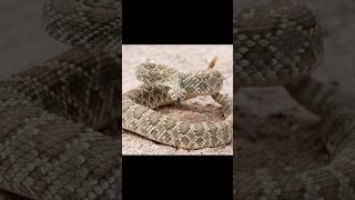 POISONOUSS MOJAVE RATTLESNAKES snakesaturday snakes deadly wildlife snakeday [upl. by Pihc374]