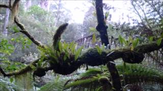 8 Hours Rainforest amp Thunder Sounds [upl. by Caritta46]