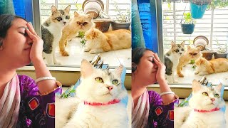 বিড়ালের সাথে মিউ মিউ করলে কি হয় দেখুন  Funny Cat Meow  biraler dak  বিড়ালের ডাক [upl. by Ewart]