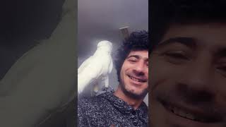 he was Barking be4 I record him 🤣🥰🥰😘 parrot cockatoo birds animals [upl. by Acinhoj]