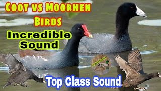 Coot vs moorhen incredible sound  coot birds best call  Moorhen birds best call sound  Coot voice [upl. by Kosey128]