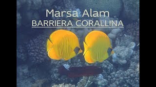 Marsa Alam  Barriera Corallina [upl. by Risteau]