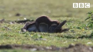 Stoat kills rabbit ten times its size  Life  BBC [upl. by Ayahs]