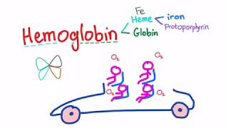 Hemoglobin Structure Whats In Your Red Blood Cell [upl. by Beverle]