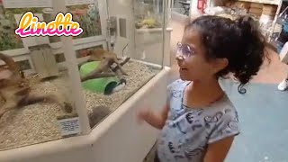 🌺 Mon aventure chez Animalis Lyon 🦊🦒🐓 animalerie animalislyon centreanimalier animals [upl. by Adilem]