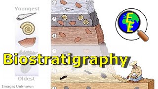 Biostratigraphy Intro Using the Fossil Record [upl. by Dorri]