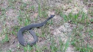 SN6A DEFENSIVE COILING SPEED OF A YELLOWBELLIED WATERSNAKE [upl. by Aitat]