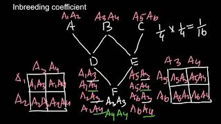 Inbreeding Coefficient explained  3 [upl. by Larochelle]