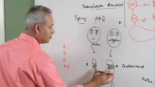 Blood Transfusion Reaction Part 13 Hematology [upl. by Yracaz]