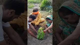 Madhuca longifolia Plant Mahua [upl. by Sirromad]