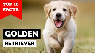 Golden Retriever  Top 10 Facts [upl. by Jacob]