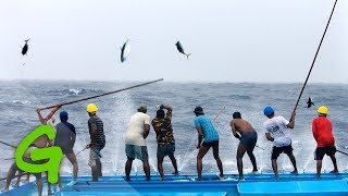 Catching tuna Maldivian style  Greenpeace [upl. by Other930]