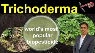 Episode 21 Trichoderma  Highly Effective Control of Crop Diseases amp Excellent Soil Health Input [upl. by Schott517]