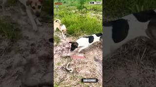 Dog Attacks on Snake shorts ytshorts viralshorts dog [upl. by Swithbart124]