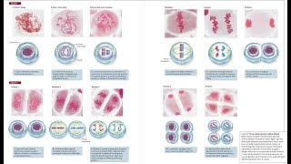 3Il ciclo cellulare Mitosi Meiosi Gametogenesi per il test di Medicina [upl. by Assetal]