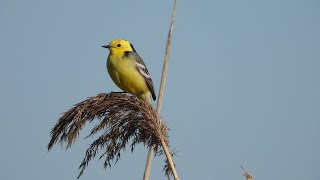 Geltongalvė kielė  Motacilla citreola  Citrine Wagtail  Желтоголовая трясогузка [upl. by Ragde256]